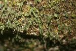 Didymoglossum erosum
