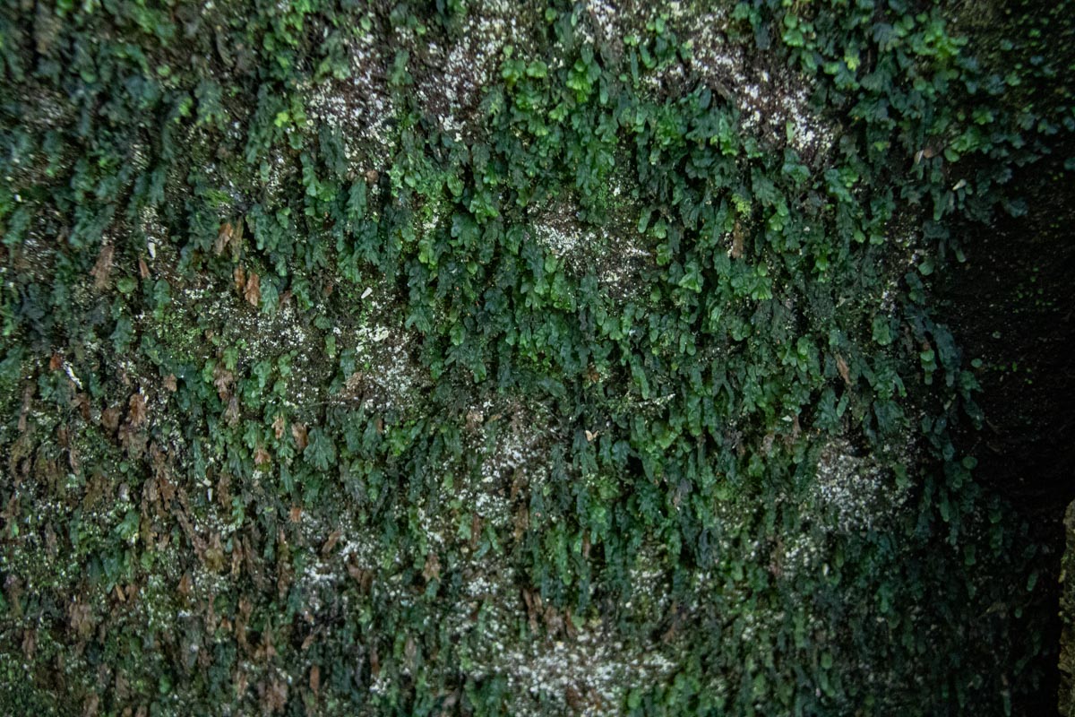 Didymoglossum erosum