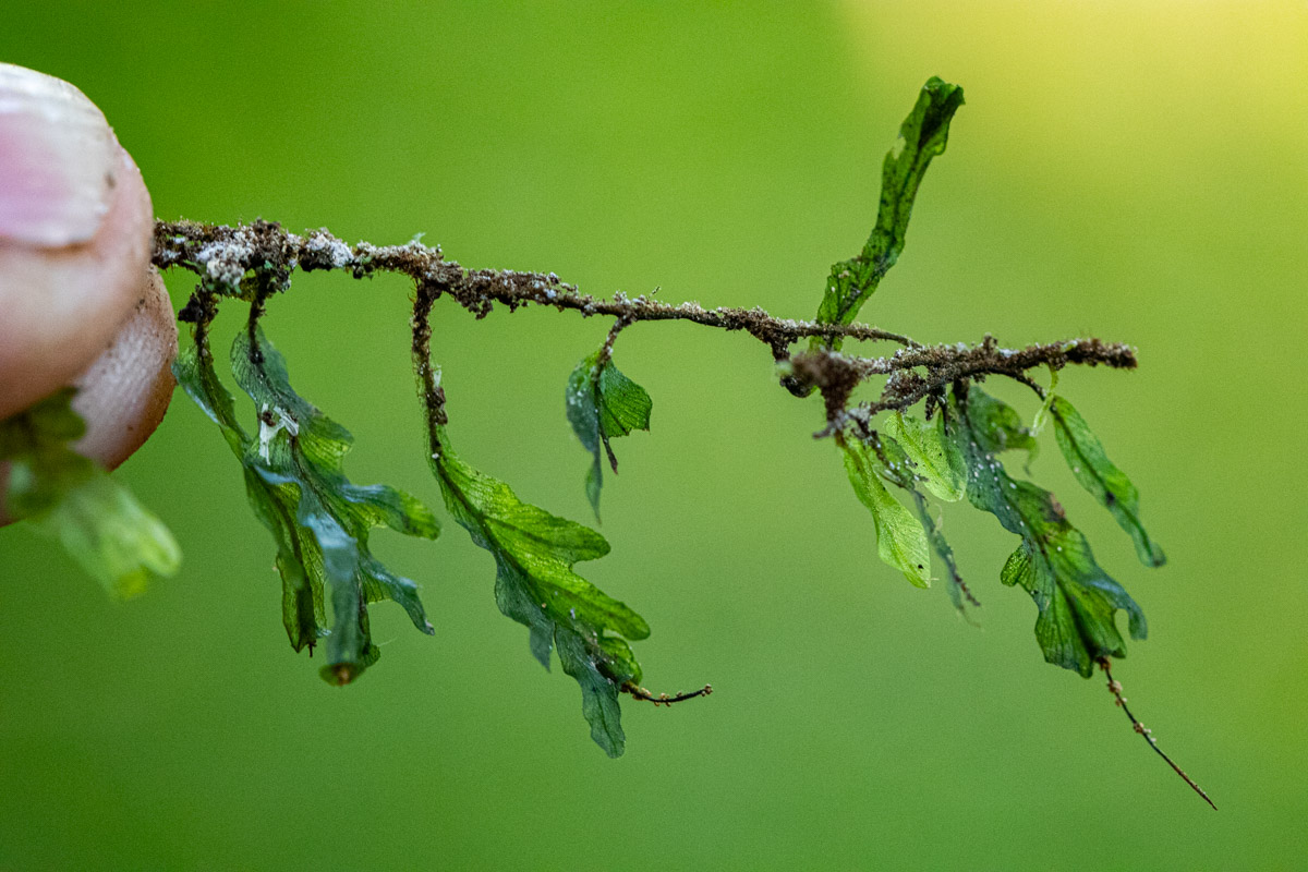 Didymoglossum erosum