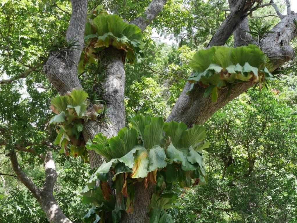 Platycerium elephantotis