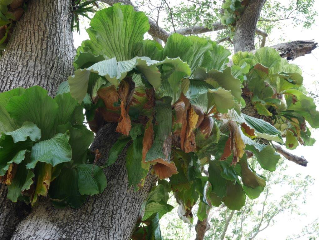 Platycerium elephantotis