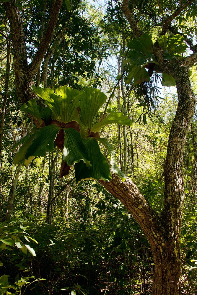Platycerium elephantotis Platycerium elephantotis