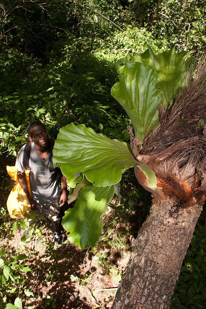 Platycerium elephantotis