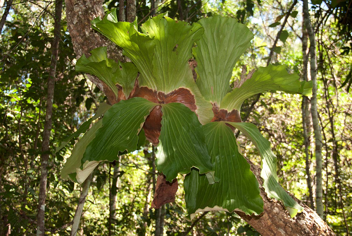 Platycerium elephantotis