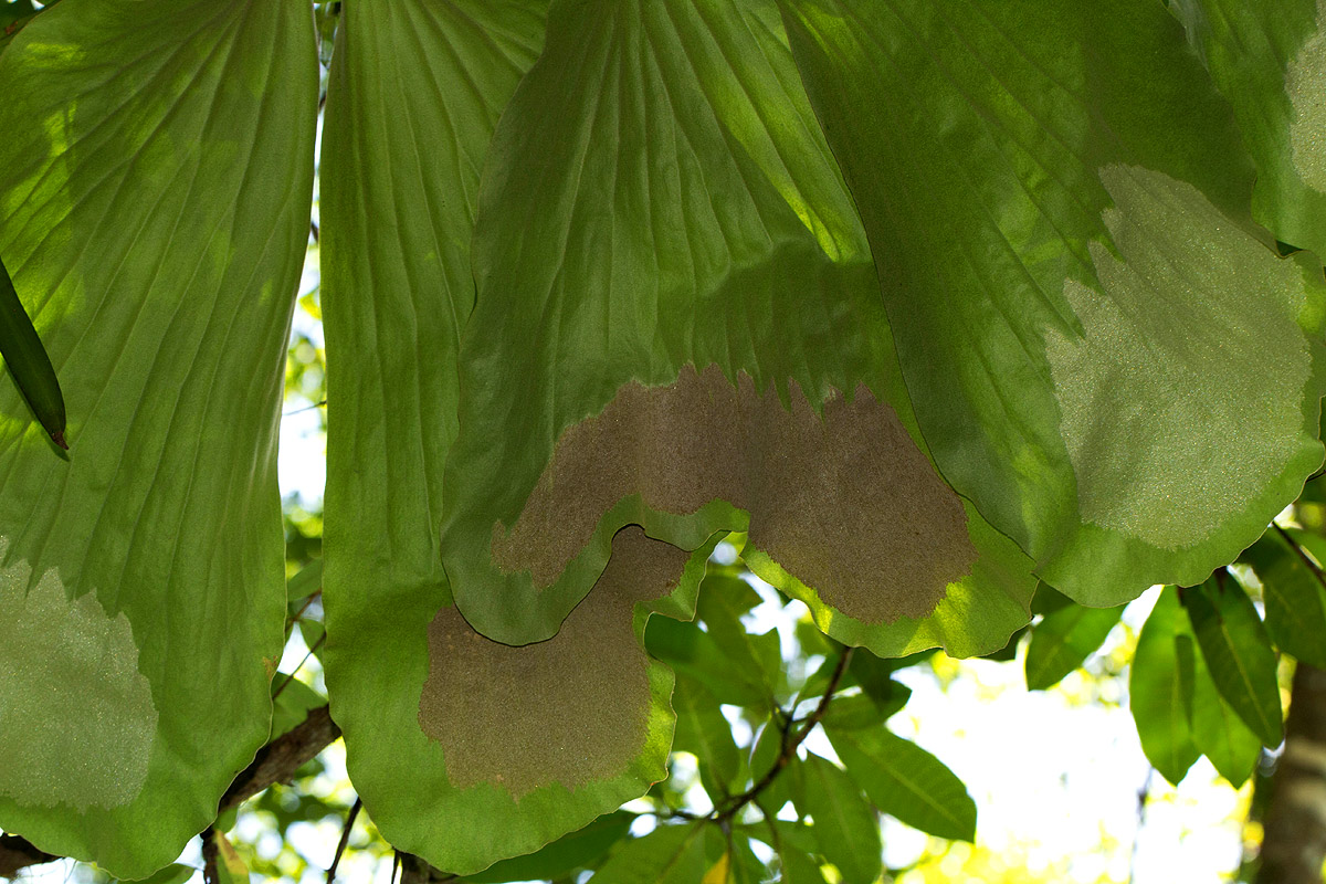 Platycerium elephantotis