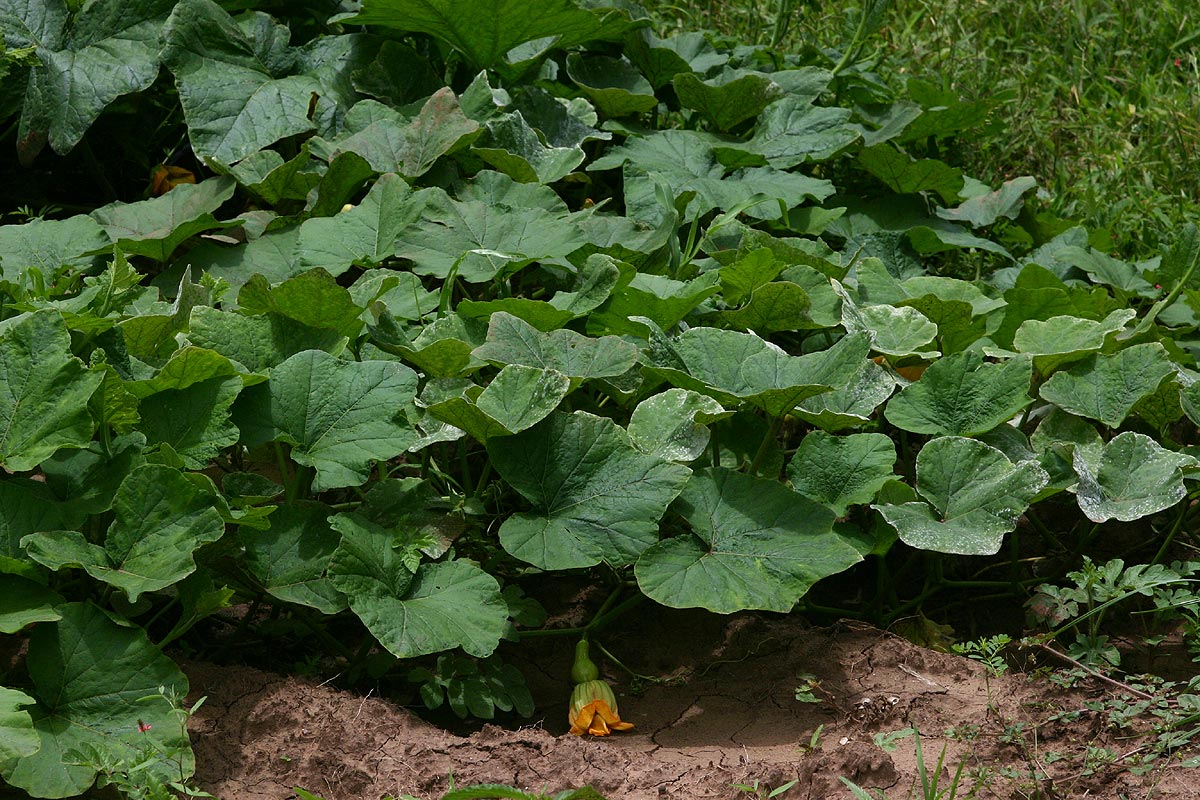 Cucurbita moschata Cucurbita moschata