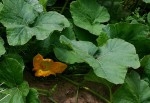 Cucurbita moschata
