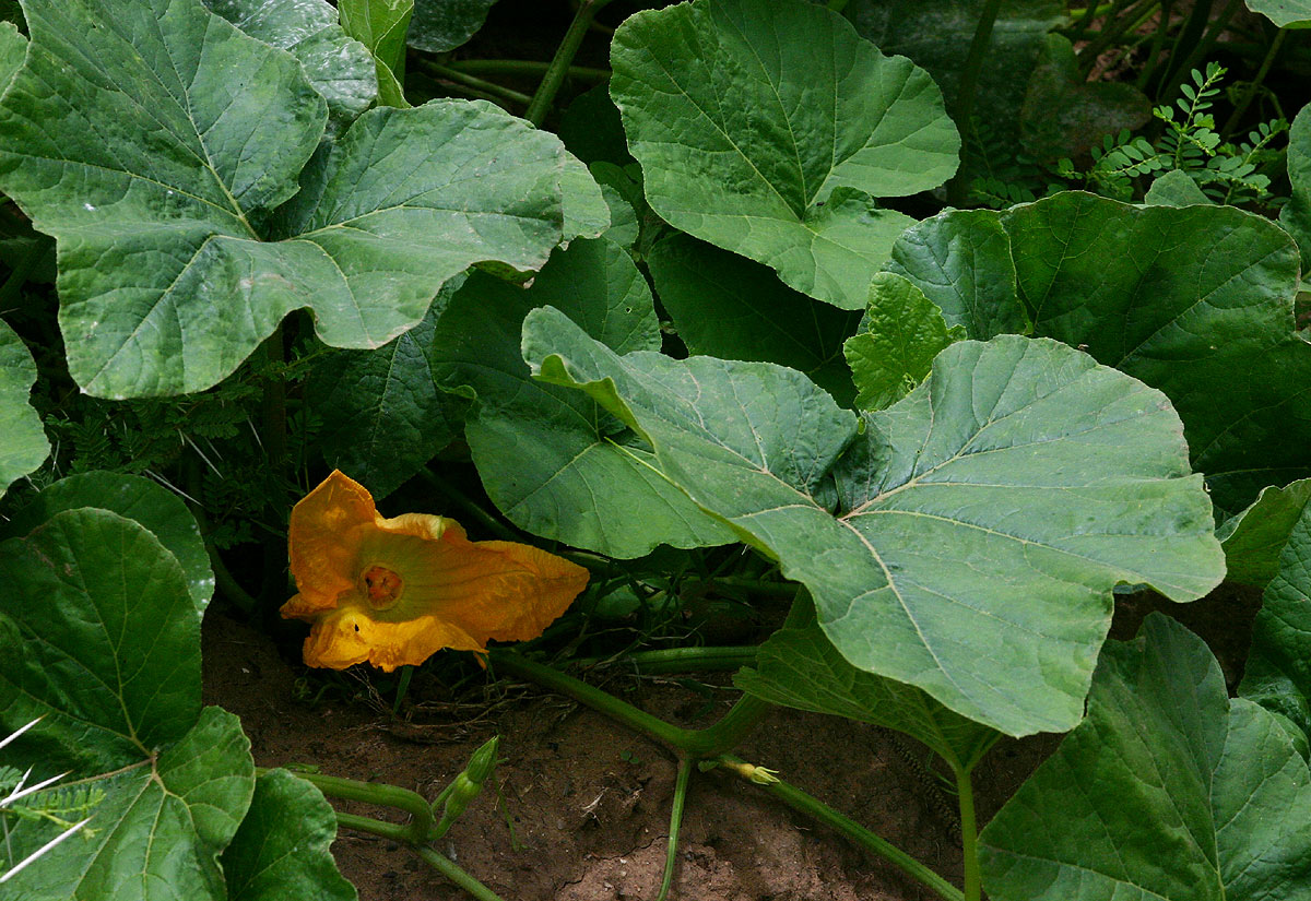 Cucurbita moschata Cucurbita moschata