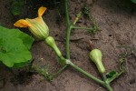 Cucurbita moschata