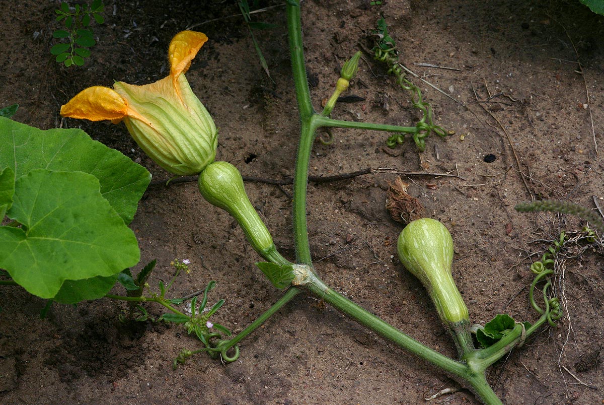 Cucurbita moschata Cucurbita moschata
