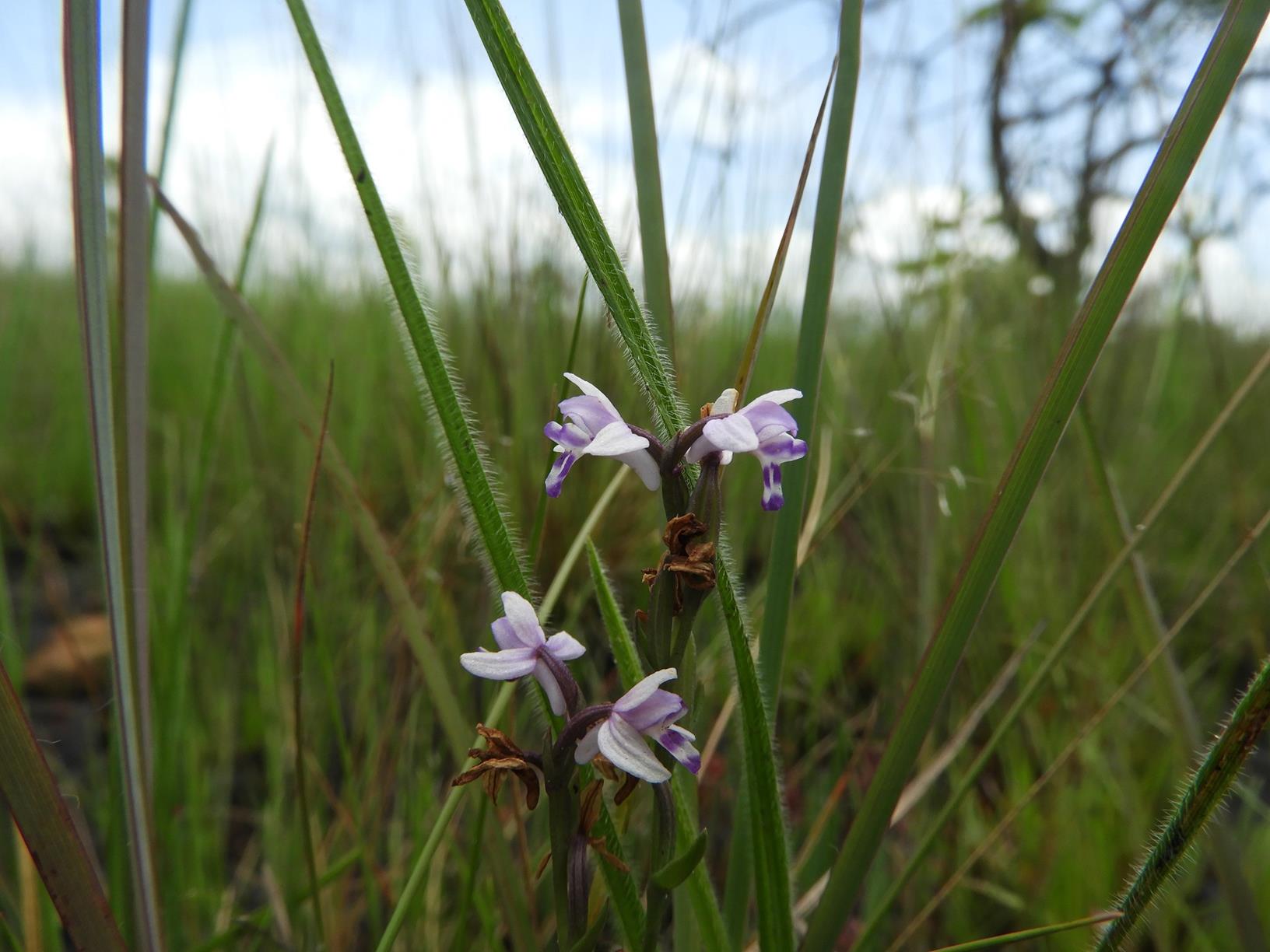 Brachycorythis friesii
