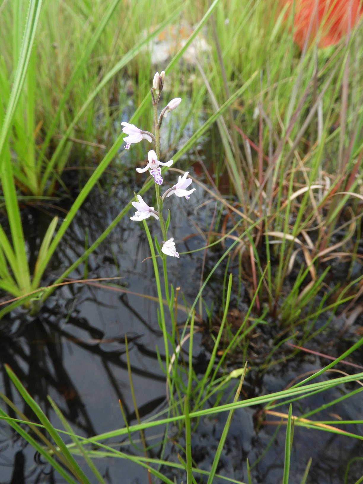 Brachycorythis friesii