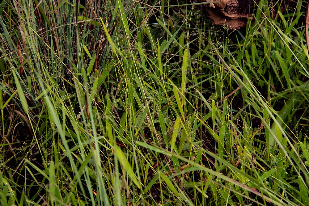 Panicum chionachne Panicum chionachne