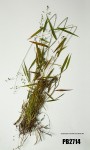 Panicum chionachne