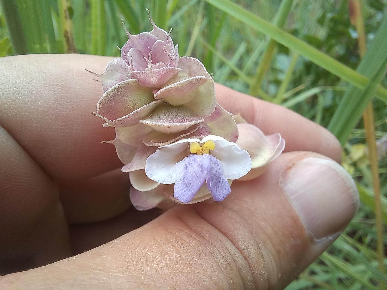 Tinnea apiculata Tinnea apiculata