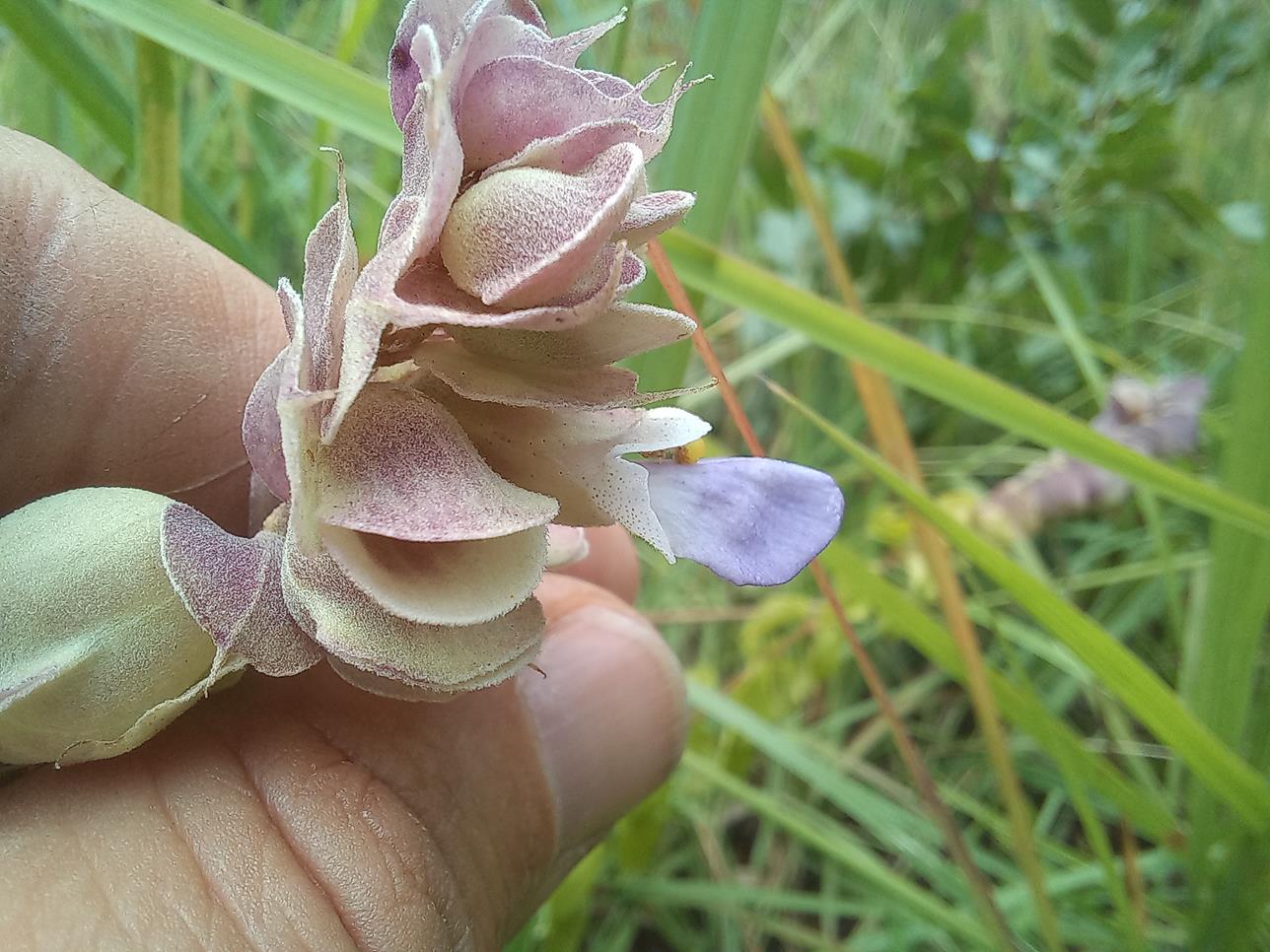 Tinnea apiculata Tinnea apiculata