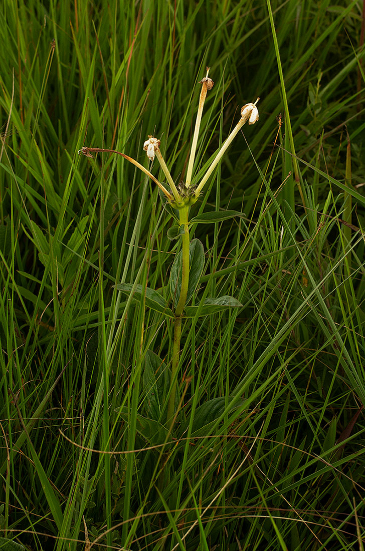 Pentas decora var. decora Pentas decora var. decora