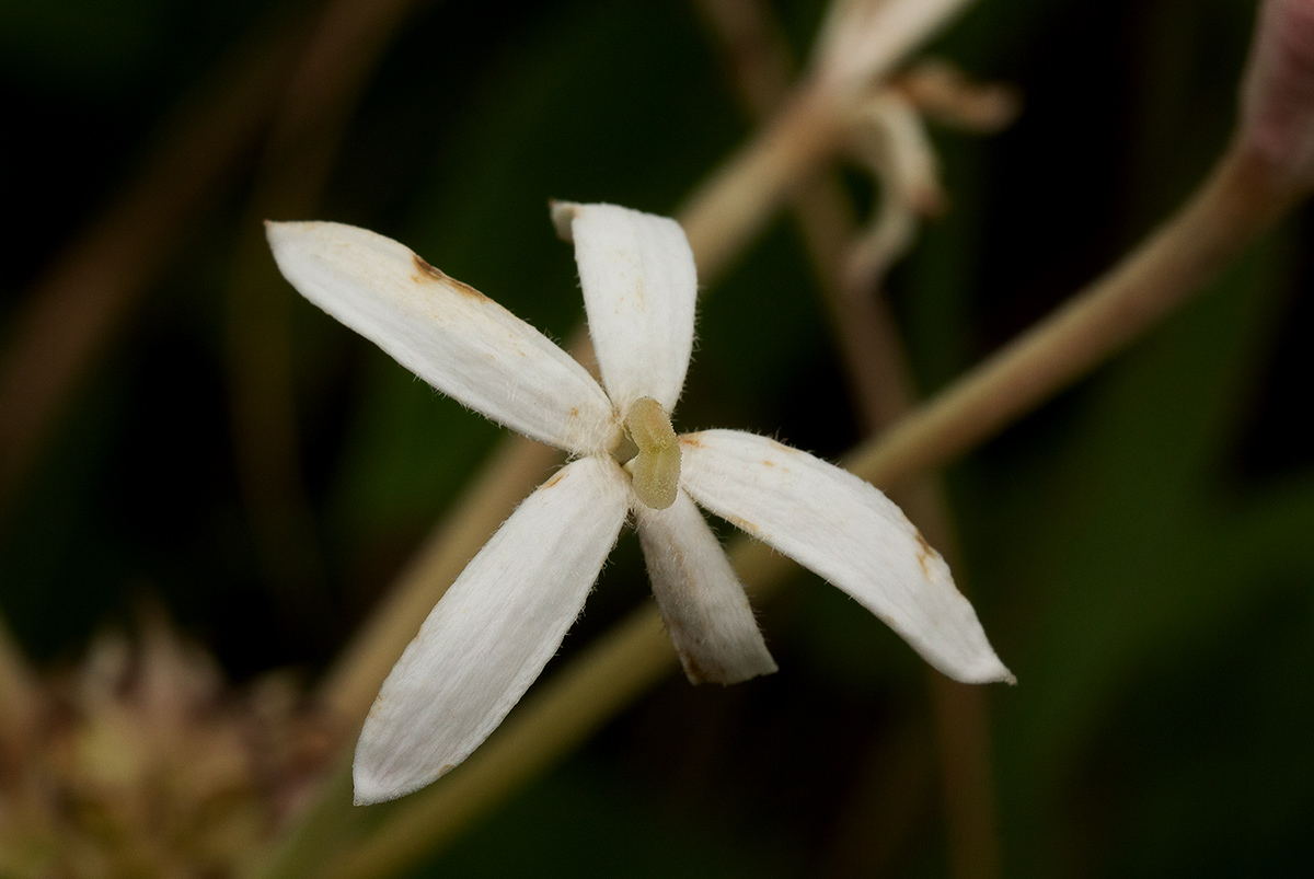 Pentas decora var. decora Pentas decora var. decora