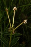 Pentas decora var. decora
