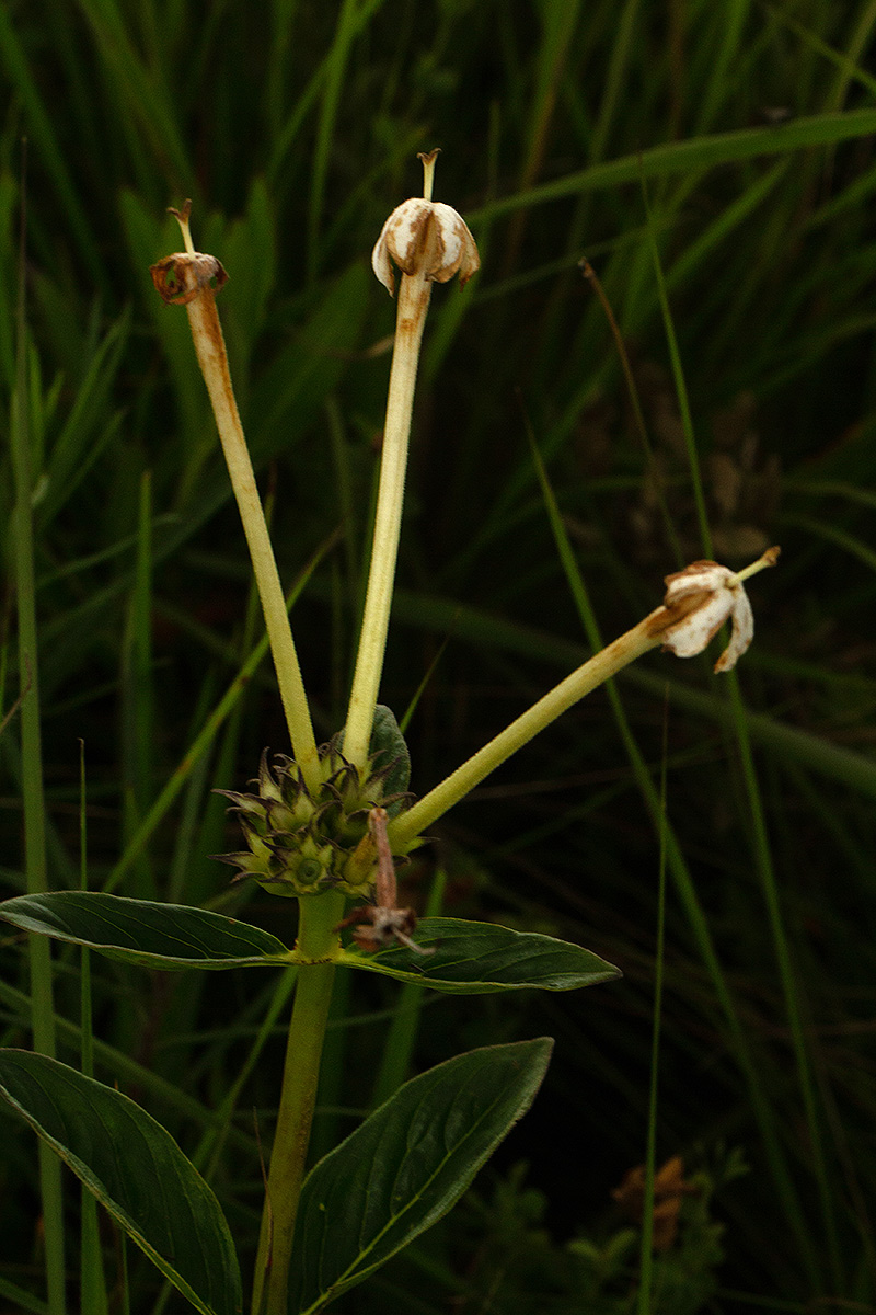 Pentas decora var. decora Pentas decora var. decora