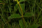 Pentas decora var. decora