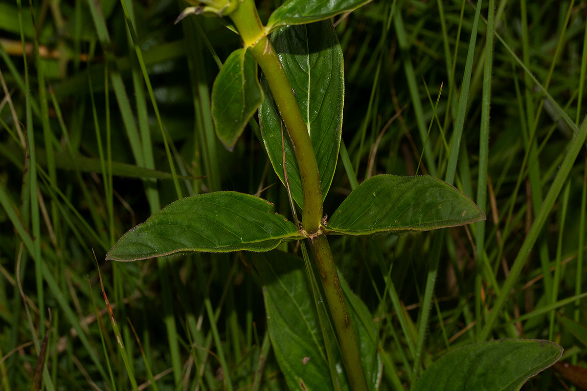 Pentas decora var. decora Pentas decora var. decora