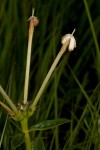 Pentas decora var. decora