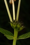 Pentas decora var. decora