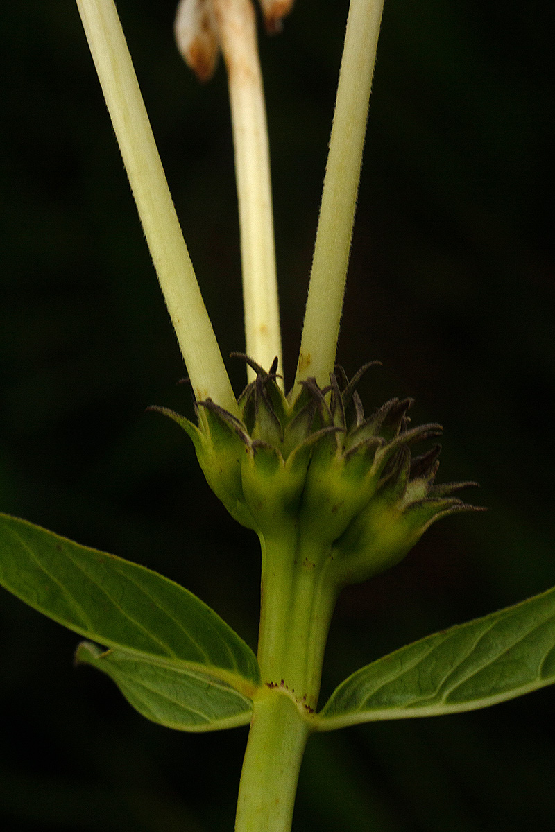 Pentas decora var. decora Pentas decora var. decora