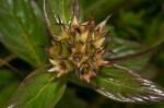 Pentas decora var. decora