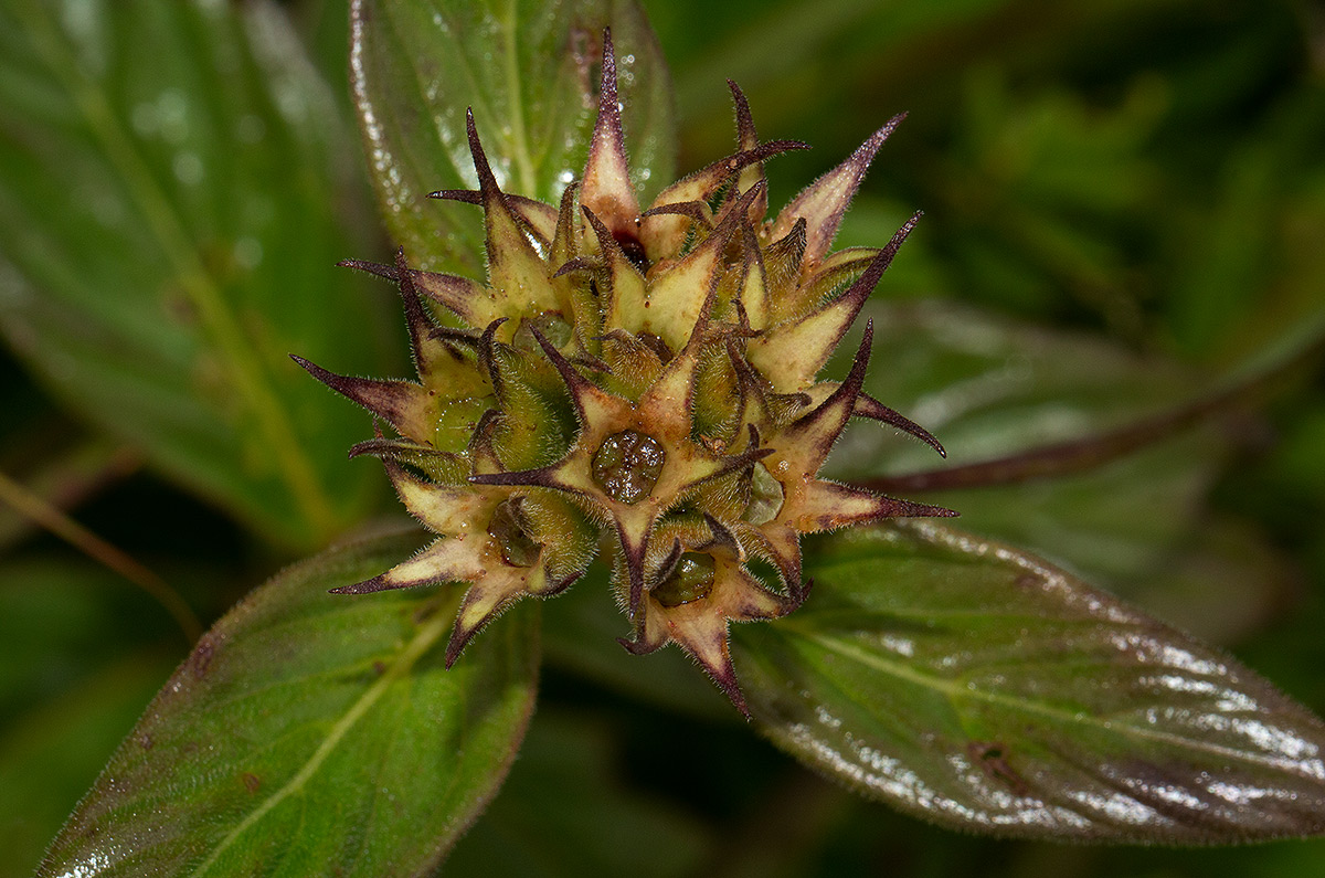 Pentas decora var. decora Pentas decora var. decora