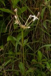 Pentas decora var. decora