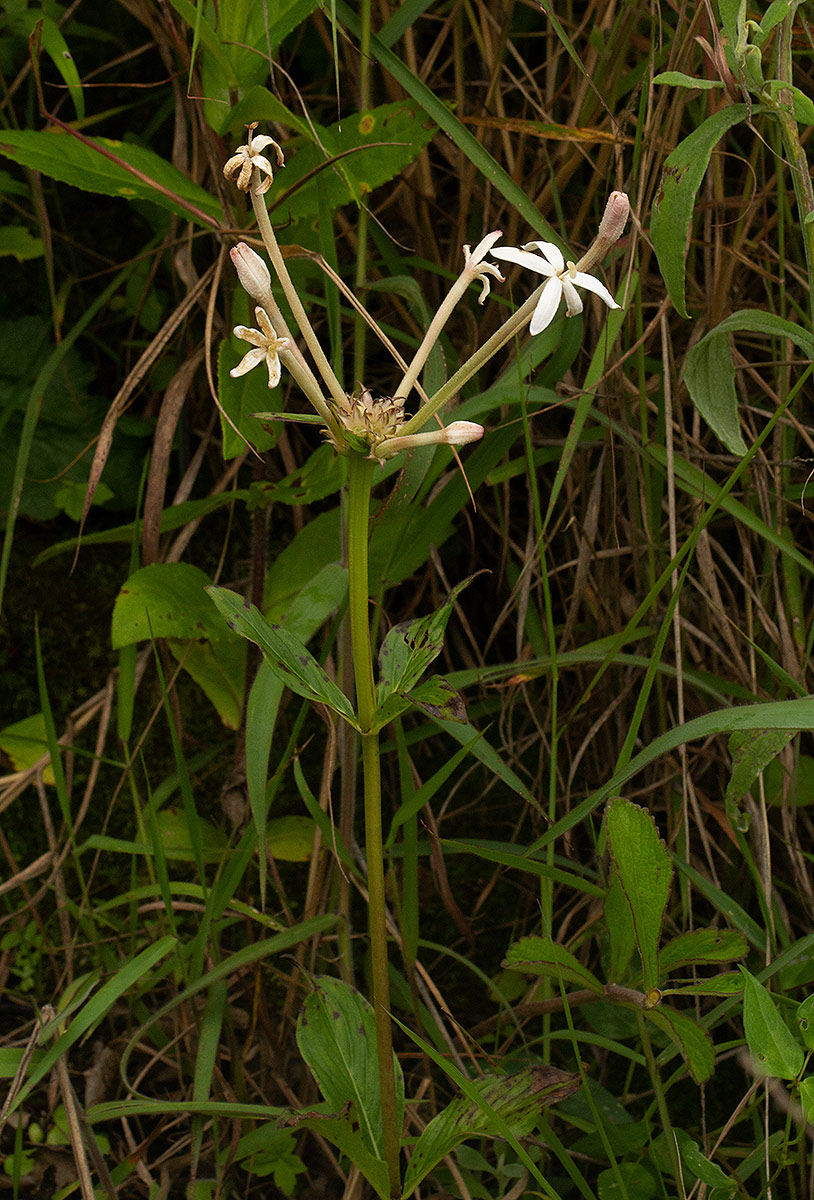 Pentas decora var. decora Pentas decora var. decora