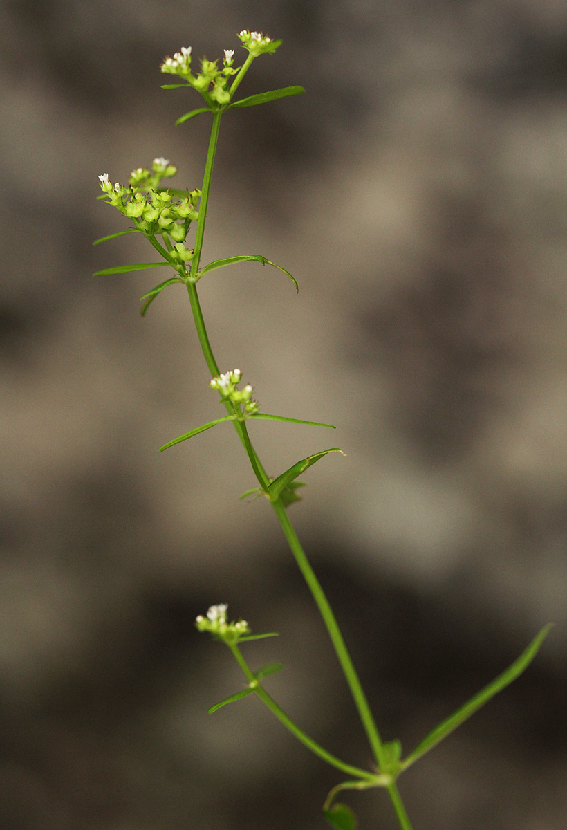 Mitrasacmopsis quadrivalvis