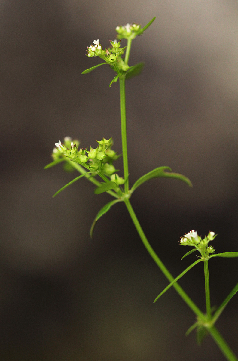 Mitrasacmopsis quadrivalvis