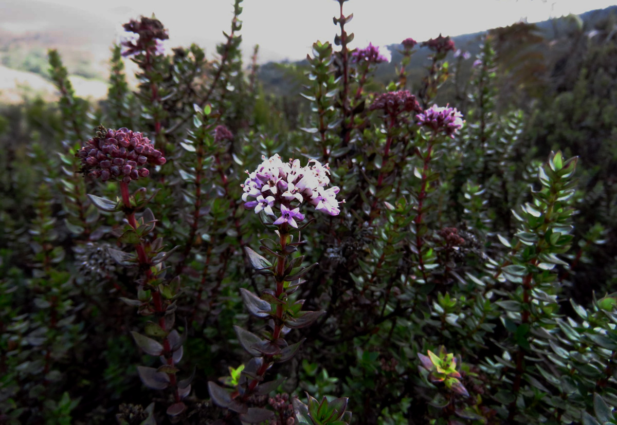 Hedythyrsus thamnoideus Hedythyrsus thamnoideus