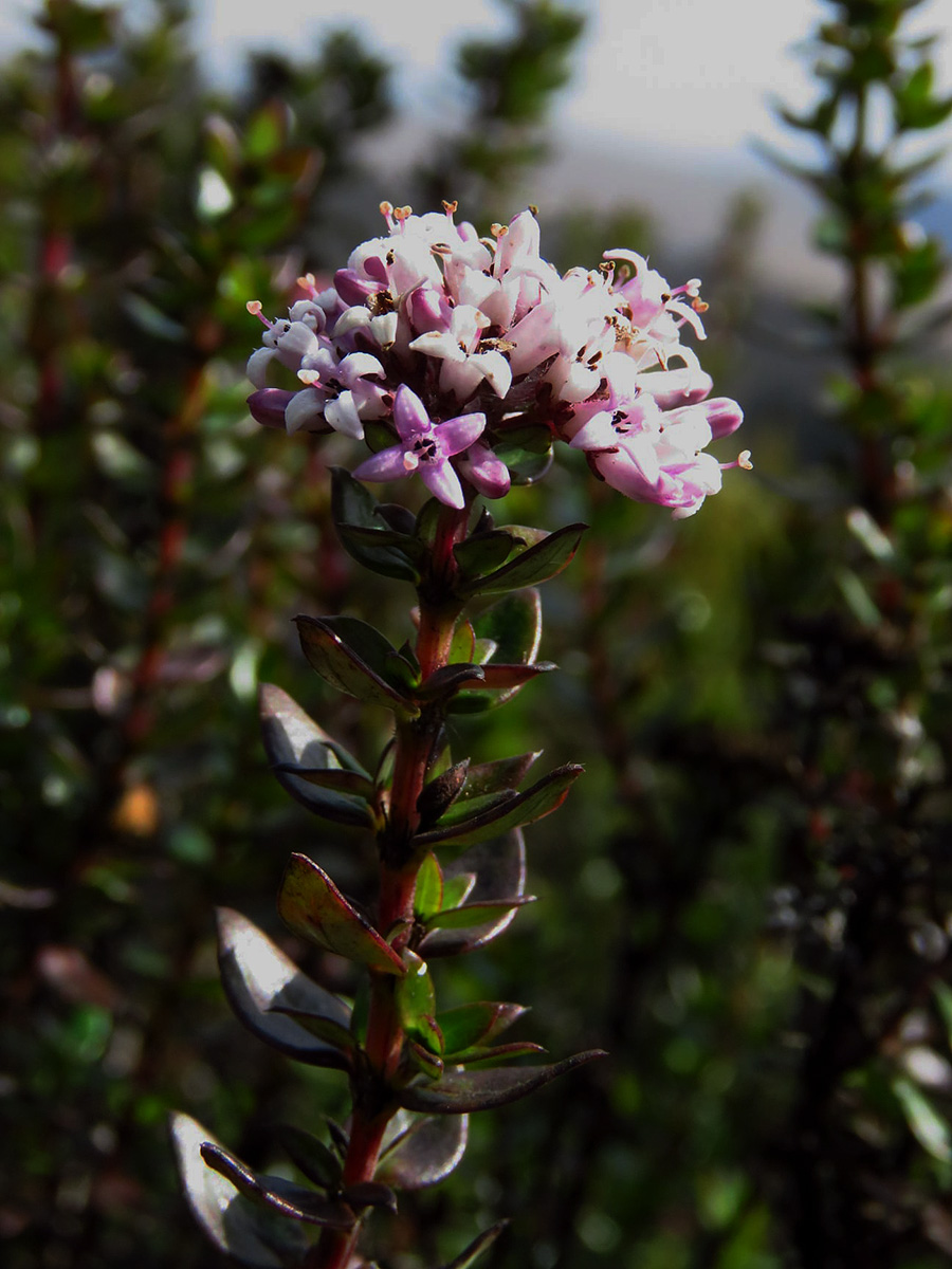 Hedythyrsus thamnoideus Hedythyrsus thamnoideus
