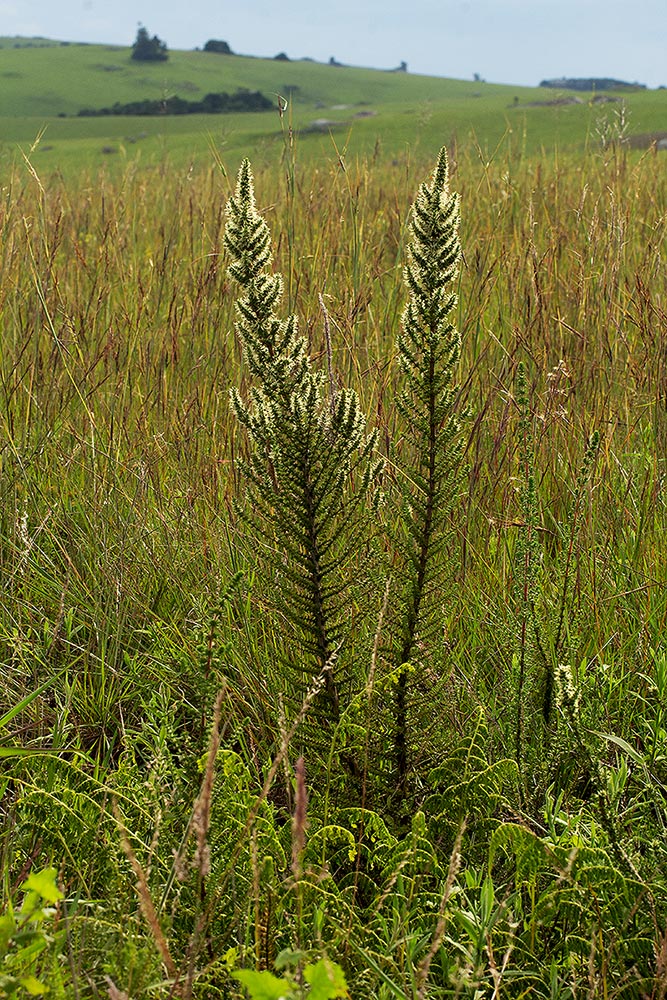 Anthospermum usambarense