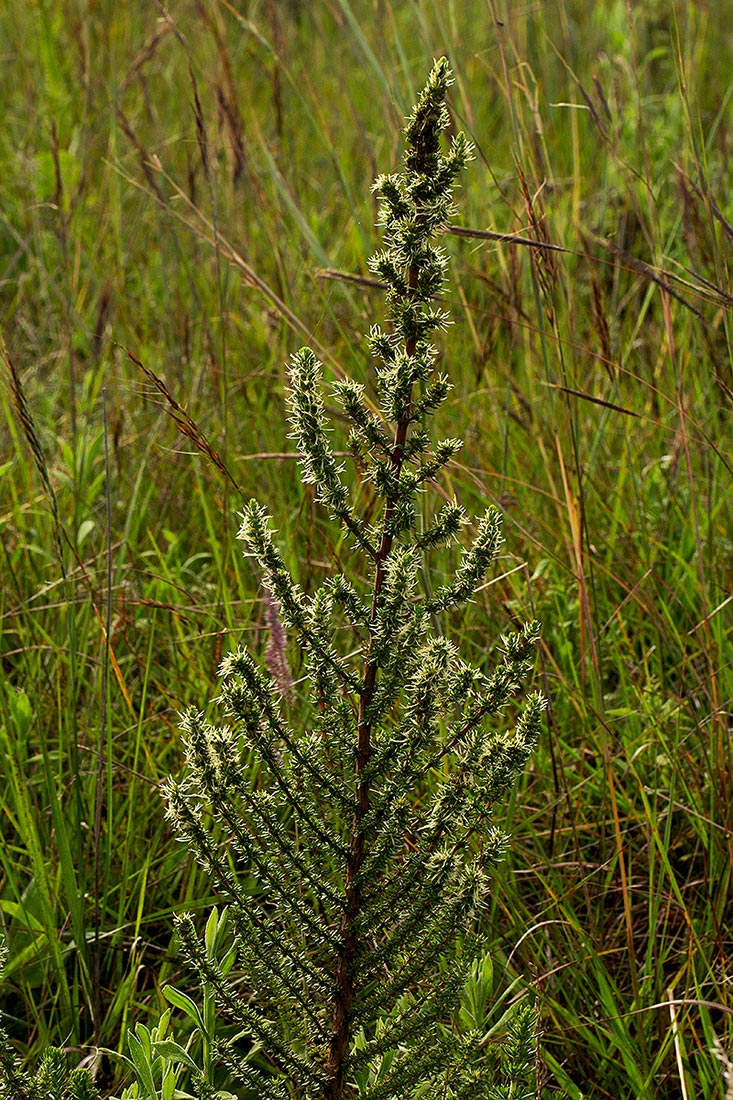 Anthospermum usambarense