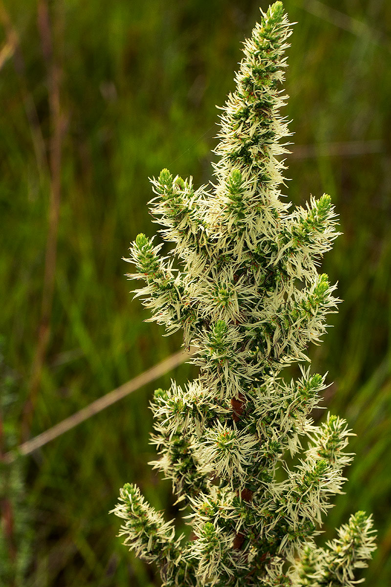 Anthospermum usambarense