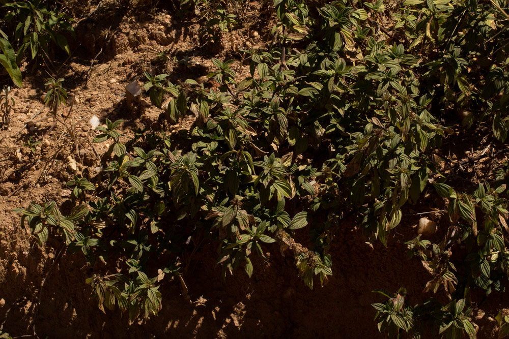 Spermacoce princeae Spermacoce princeae