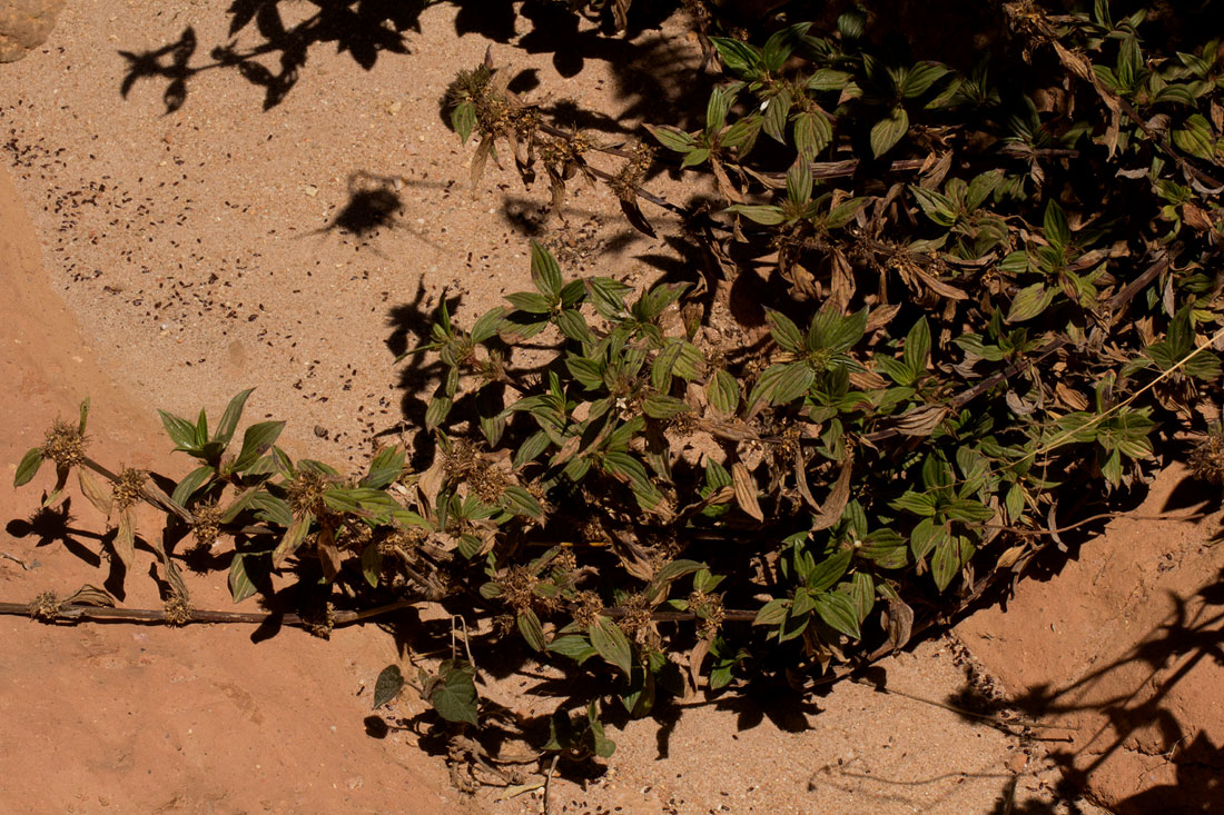 Spermacoce princeae Spermacoce princeae