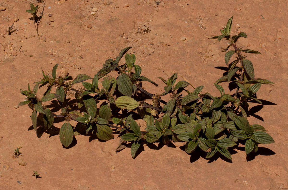 Spermacoce princeae Spermacoce princeae