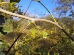 Asparagus buchananii