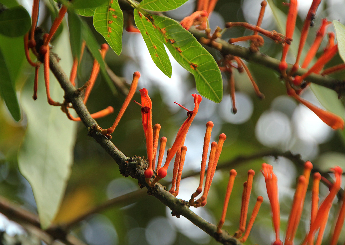 Phragmanthera usuiensis subsp. usuiensis Phragmanthera usuiensis subsp. usuiensis