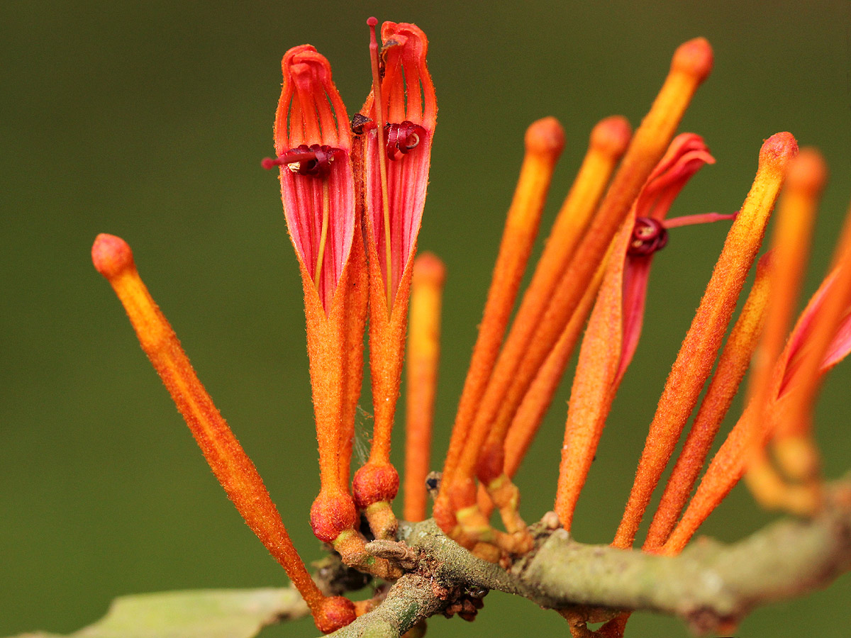 Phragmanthera usuiensis subsp. usuiensis Phragmanthera usuiensis subsp. usuiensis
