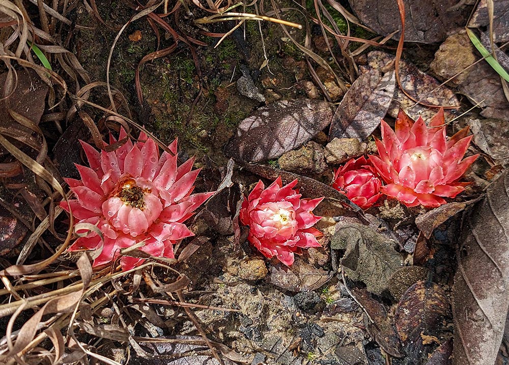 Thonningia sanguinea