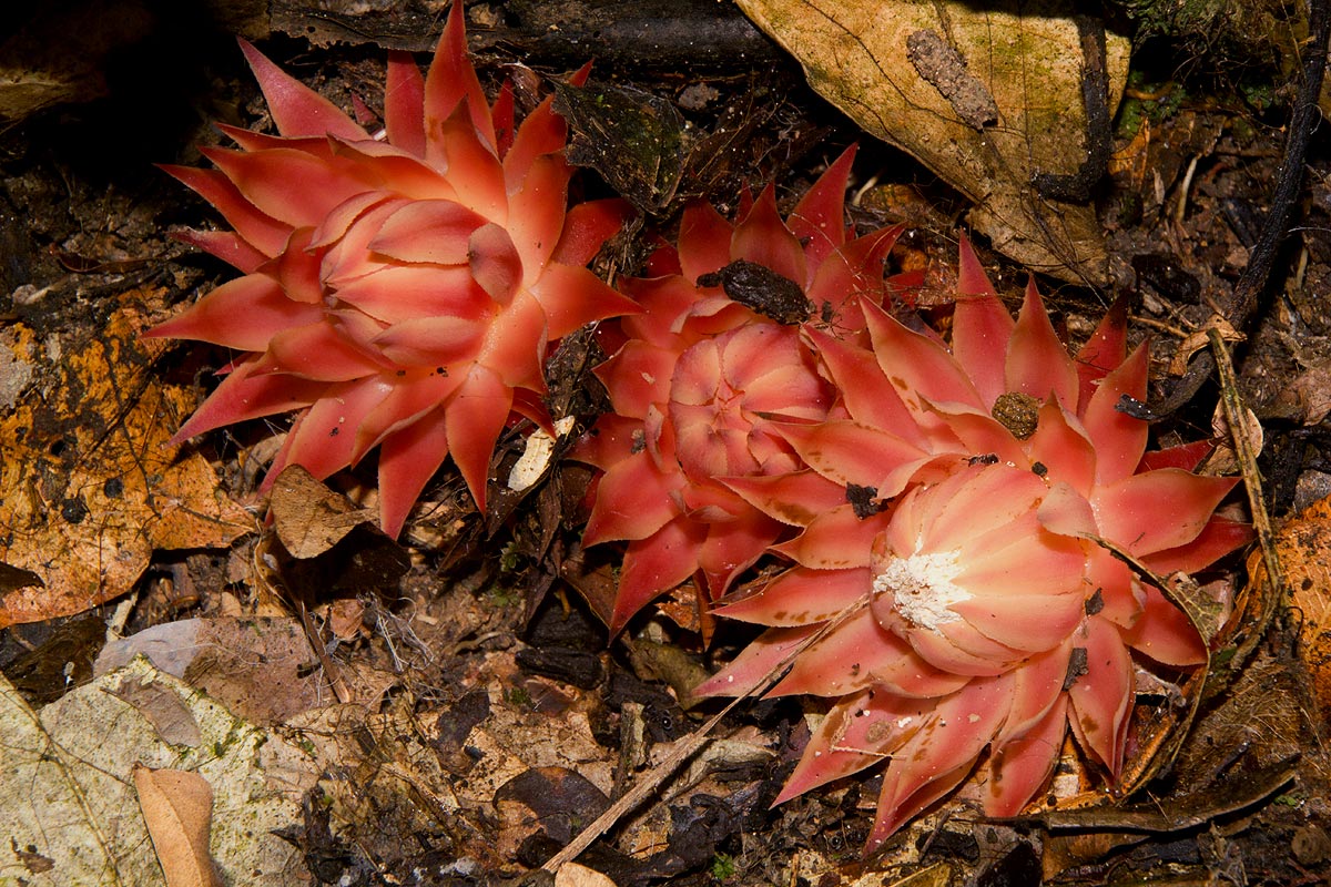 Thonningia sanguinea Thonningia sanguinea
