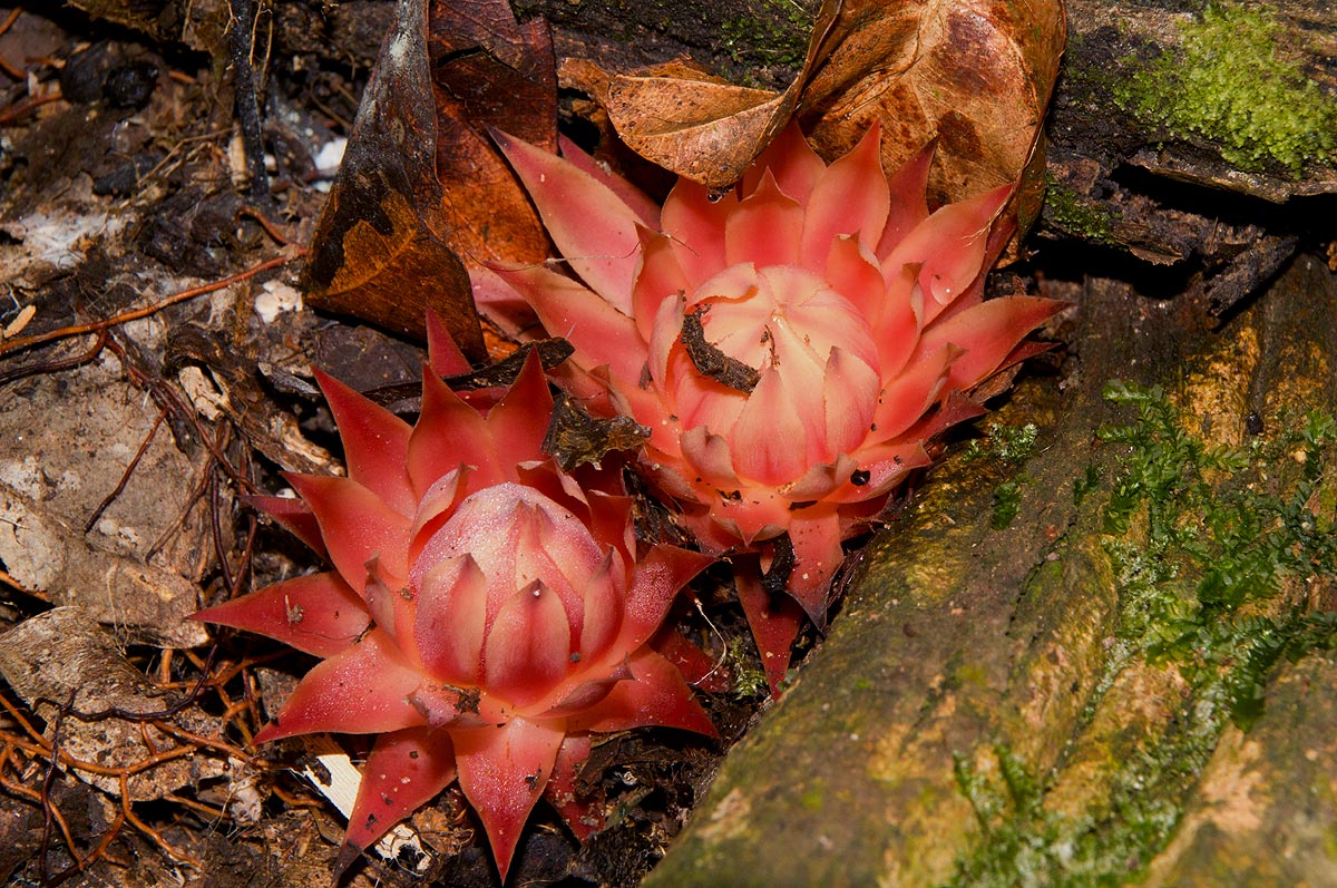 Thonningia sanguinea Thonningia sanguinea