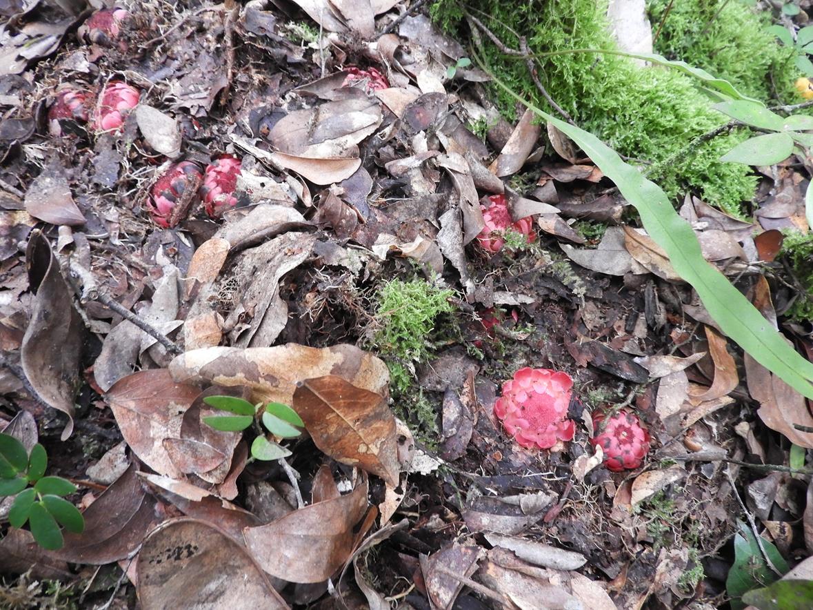 Thonningia sanguinea